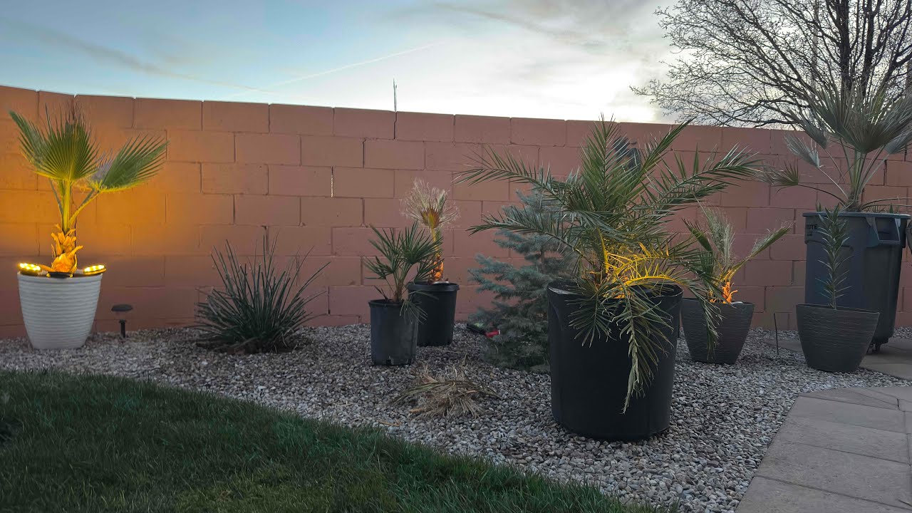Full Yard Palm Update - All The Palms Are Back!
