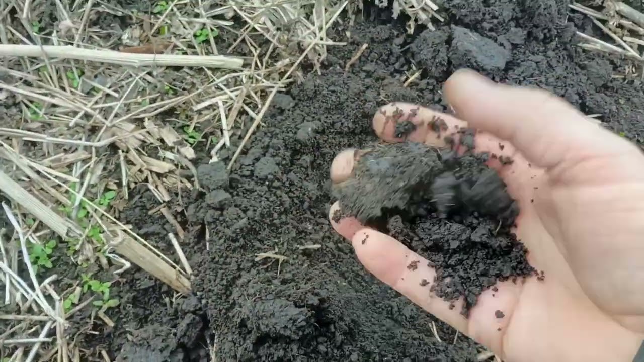 Пшениця в січні.