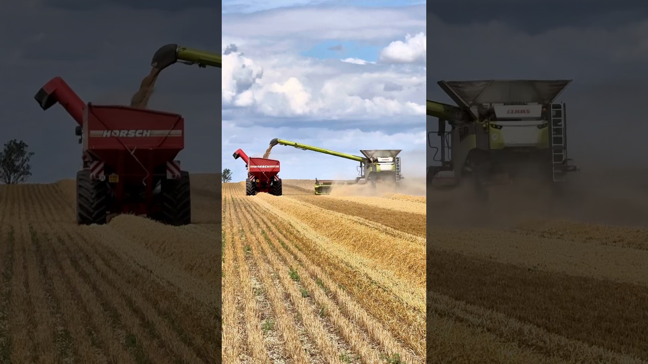 CLAAS lexion 8800 combine harvester with the Versatile and HORSCH chaser bin