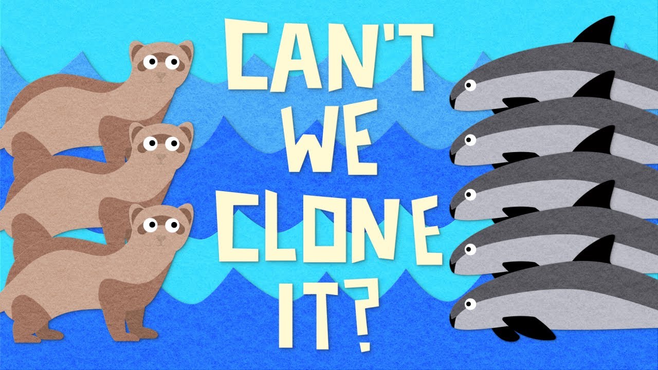 Can't We Just Clone Endangered Species Like The Vaquita? 🐬🐬🐬