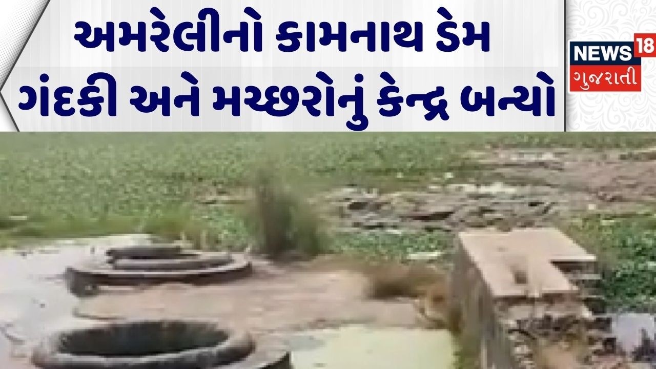 Amreli Dam | અમરેલીનો કામનાથ ડેમ ગંદકી અને મચ્છરોનું કેન્દ્ર બન્યો | Kamnath Dam | Gujarati News