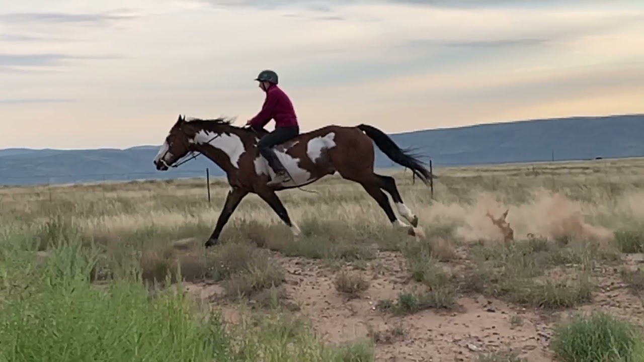 Slow Motion Horse Gallop