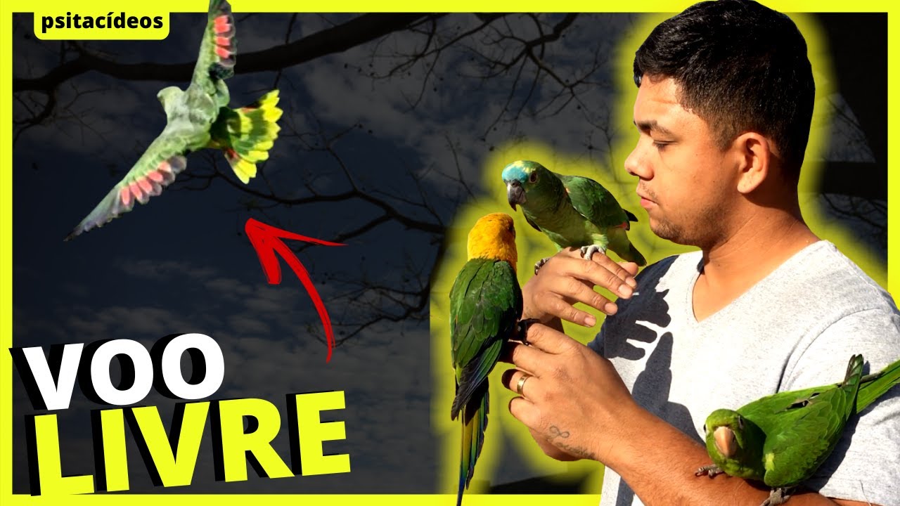 VOO LIVRE COM AVES!!!!!