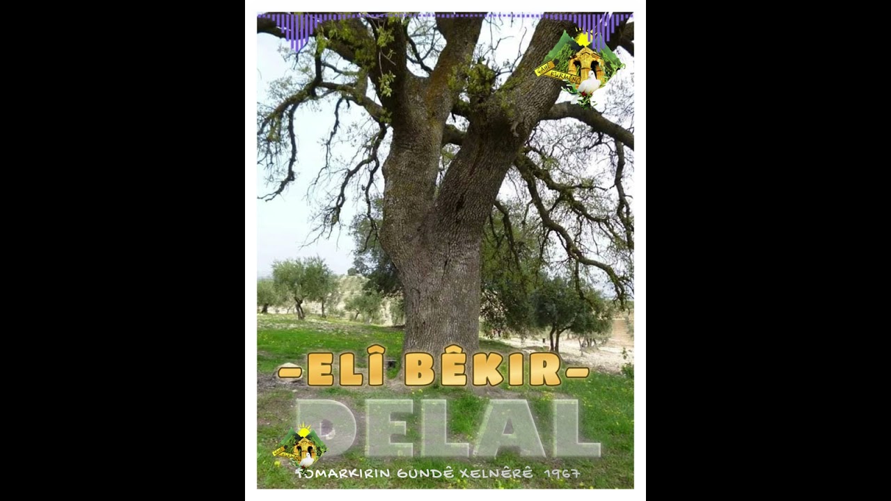 Elî bêkr Delalدلاله مازن : علي بكر من خلنيرة