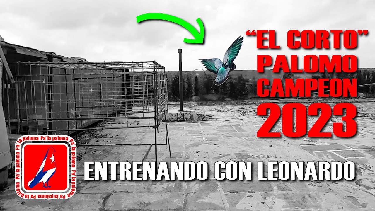 ✅ PALOMO CAMPEON 