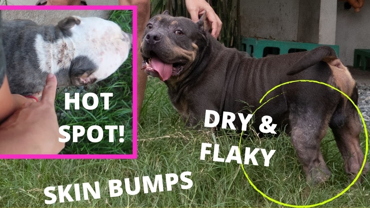 AMERICAN BULLY SKIN PROBLEMS Part 1 - Home Remedies and Medicine