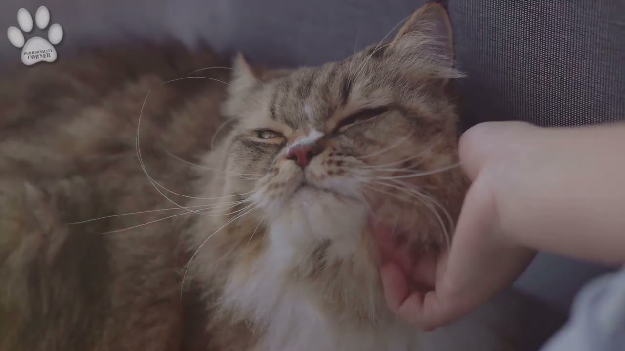 Why Are Cats So Aloof During the Day? Understanding Your Cat's Mysterious Behavior!
