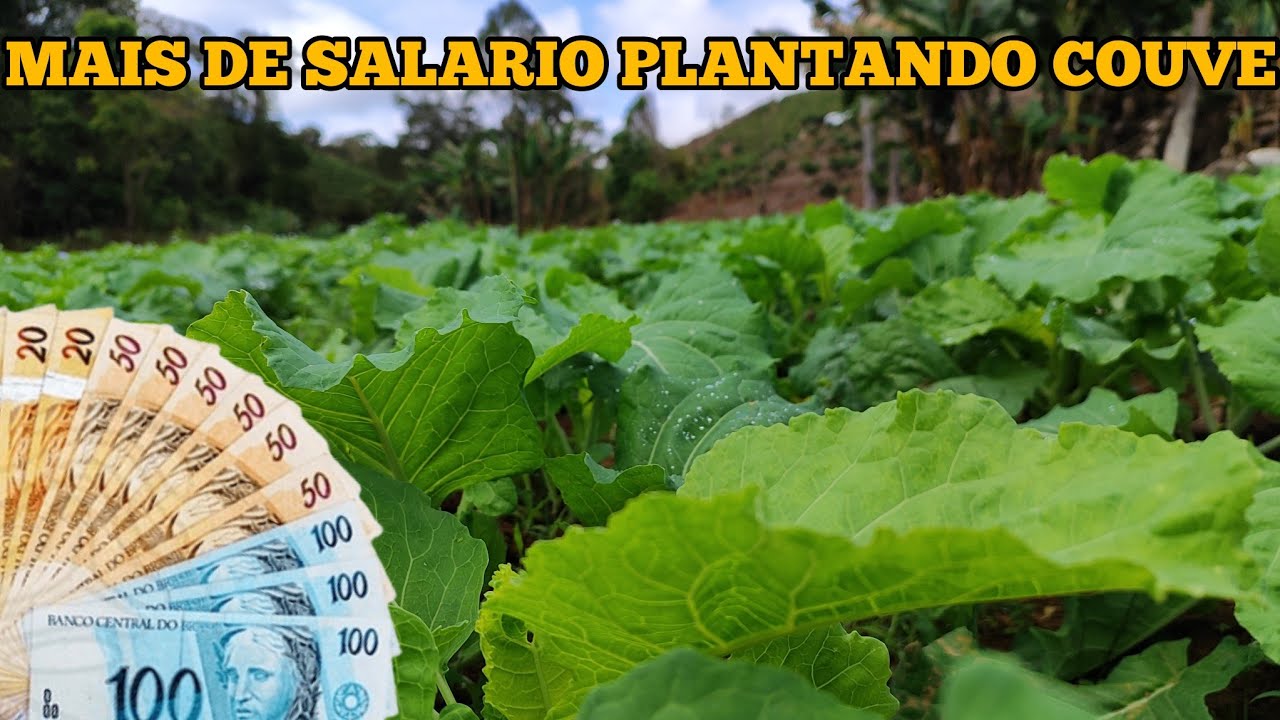 MINHA PRIMEIRA HORTA DE COUVE