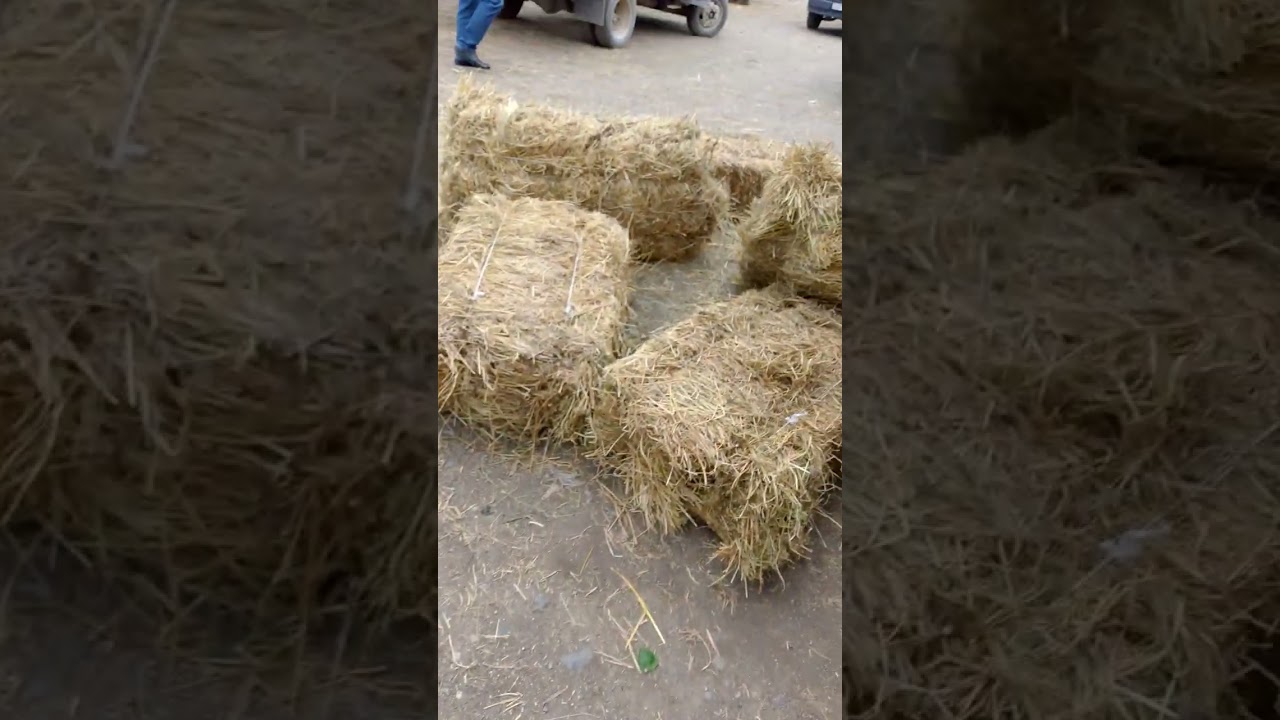 Gəncə ot bazari