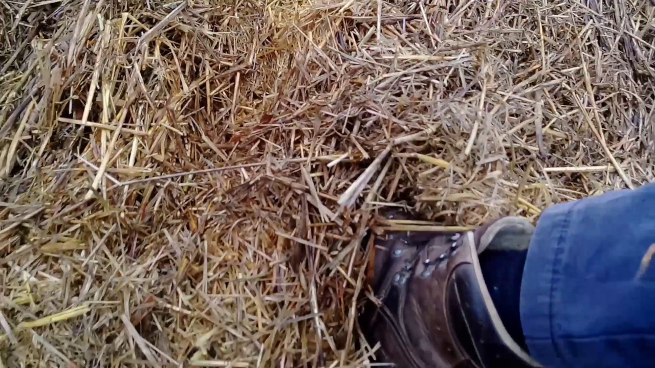 Direct seeding through very heavy wheat stubble.