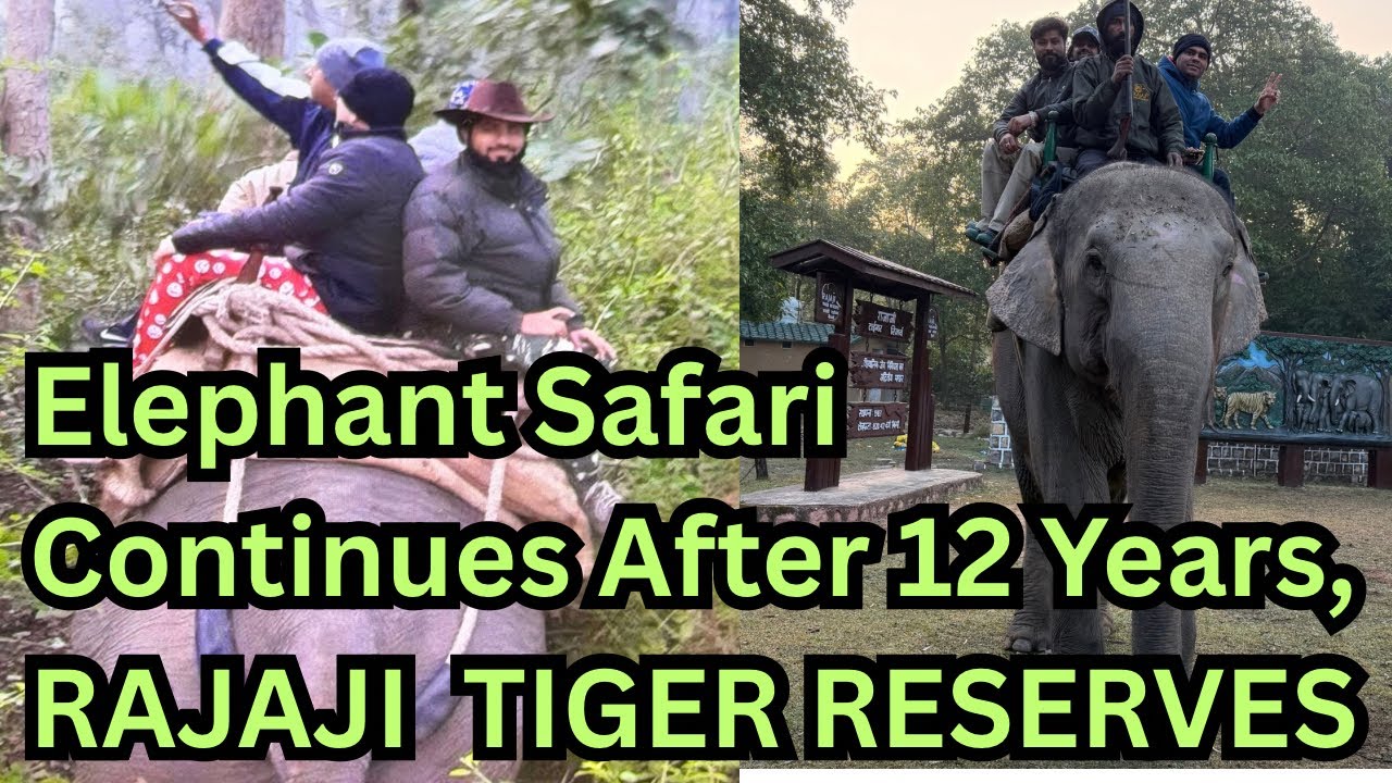 Elephant Safari Continues After 12 Years In Rajaji Tiger Reserves || Goosebumps 👀