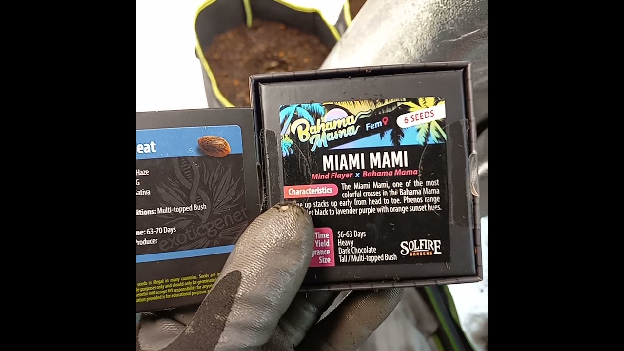 miami mami & Miami Heat