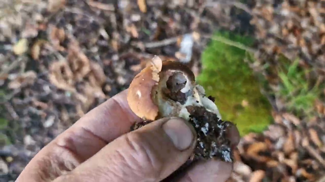 No to idziemy na Prawdziwki tak jak obiecałem. 