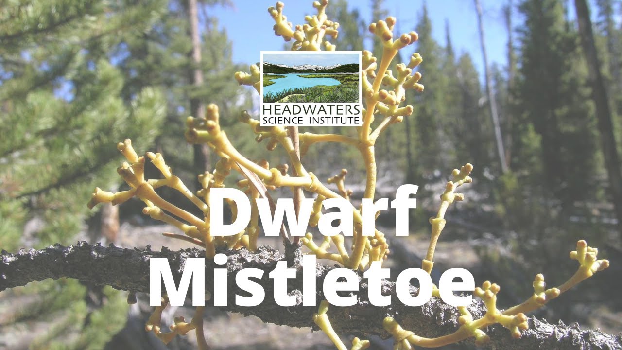 Learn About Host/Parasite Interactions: Dwarf Mistletoe