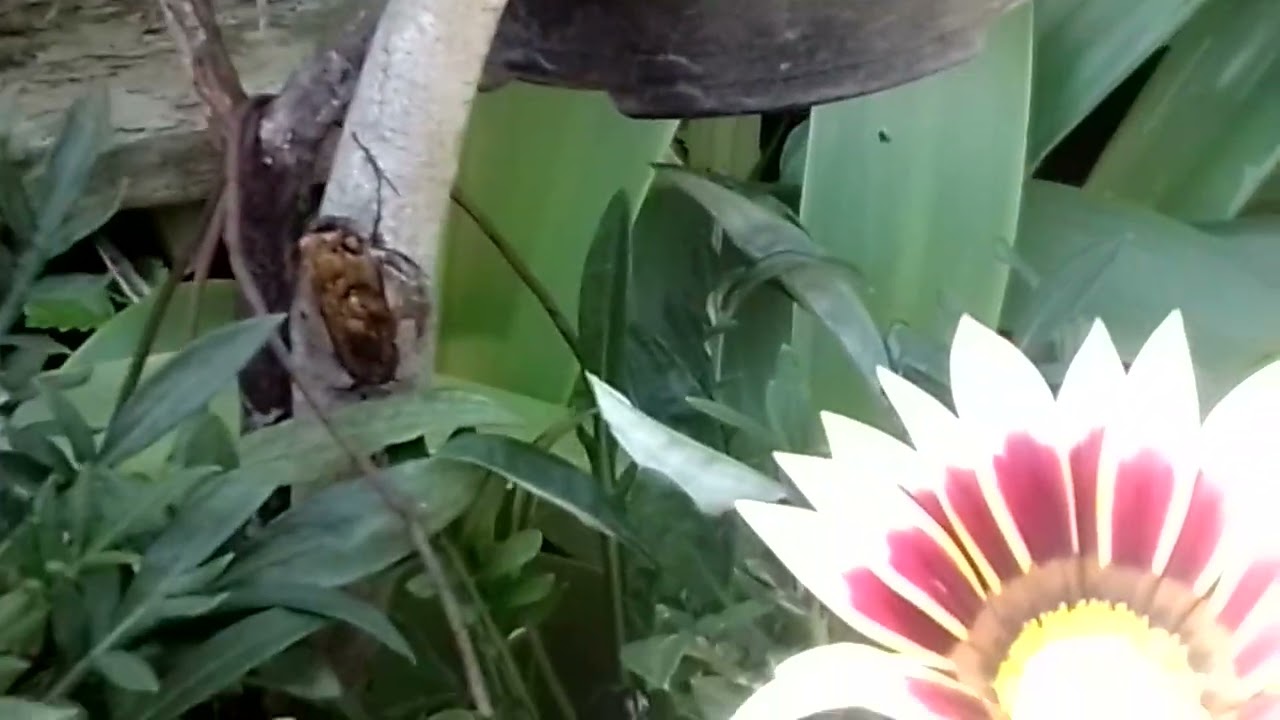 CON el SOLECITO HASTA las PLANTAS SE ALEGRAN,,,