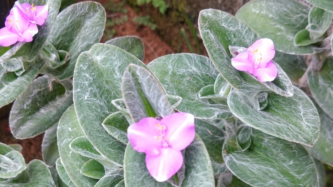 Dicas de cultivo Tradescantia sillamontana( teia de aranha,veludo branco) planta fácil de cuidar.
