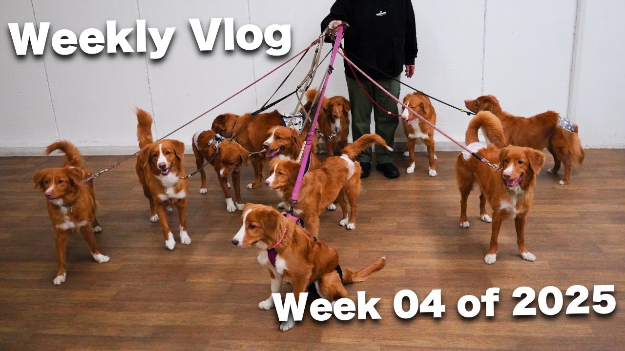 希少犬トーラーのオフ会に初参加して兄弟、親戚、母に会ったピコです [週刊VLOG] [Week 04 of 2025] コーイケルホンディエ | ノヴァスコシアダックトーリングレトリバー