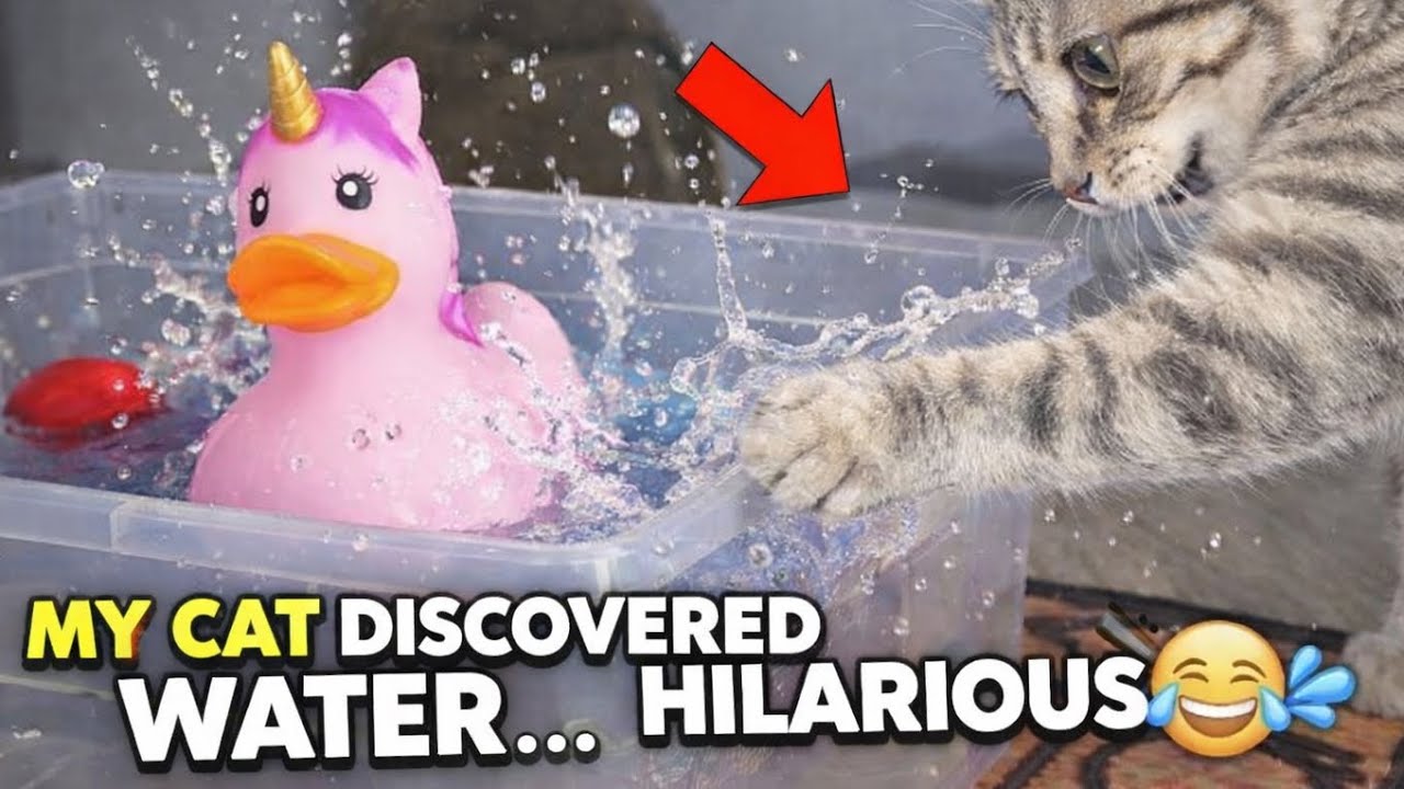 My Cat Discovered Water… And It Was Hilarious 😂💦