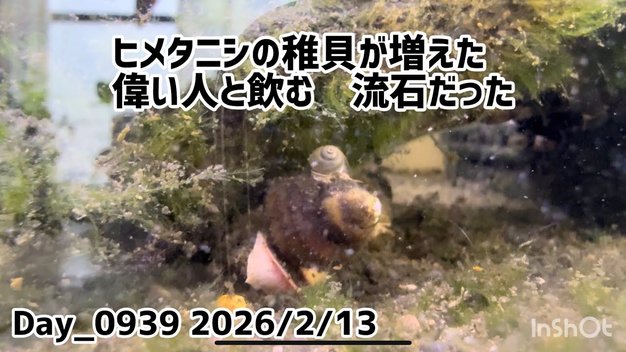 Day0939_ヒメタニシの稚貝が親？の背中に乗っていた、かわいい。仕事、夜は飲み。偉い方をお誘いしたら流石にトーク力も高く良い刺激になった。【2026年2月13日】 