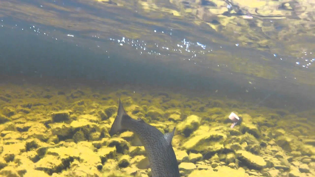 Finnmar fisketur 2012,you tube versjon