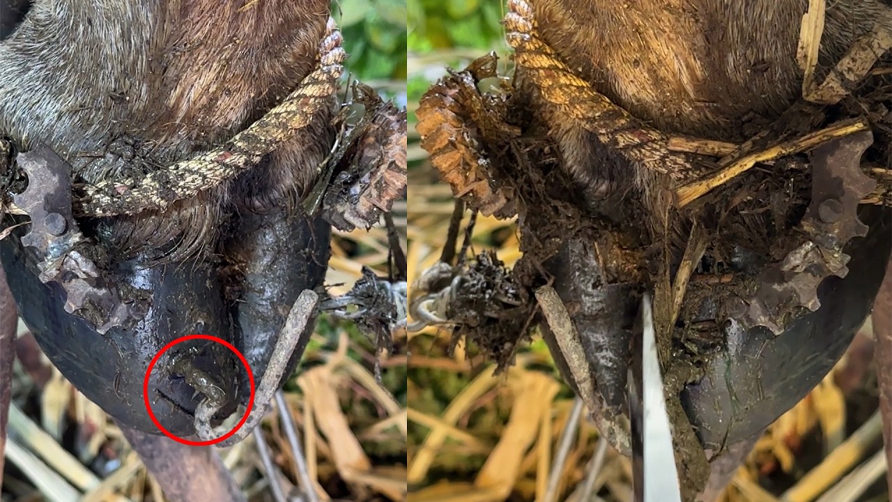 Satisfying Hoof Work - Cow Hoof Trimming Reveals Dangerous Metal Trap! - Cows TV  0203