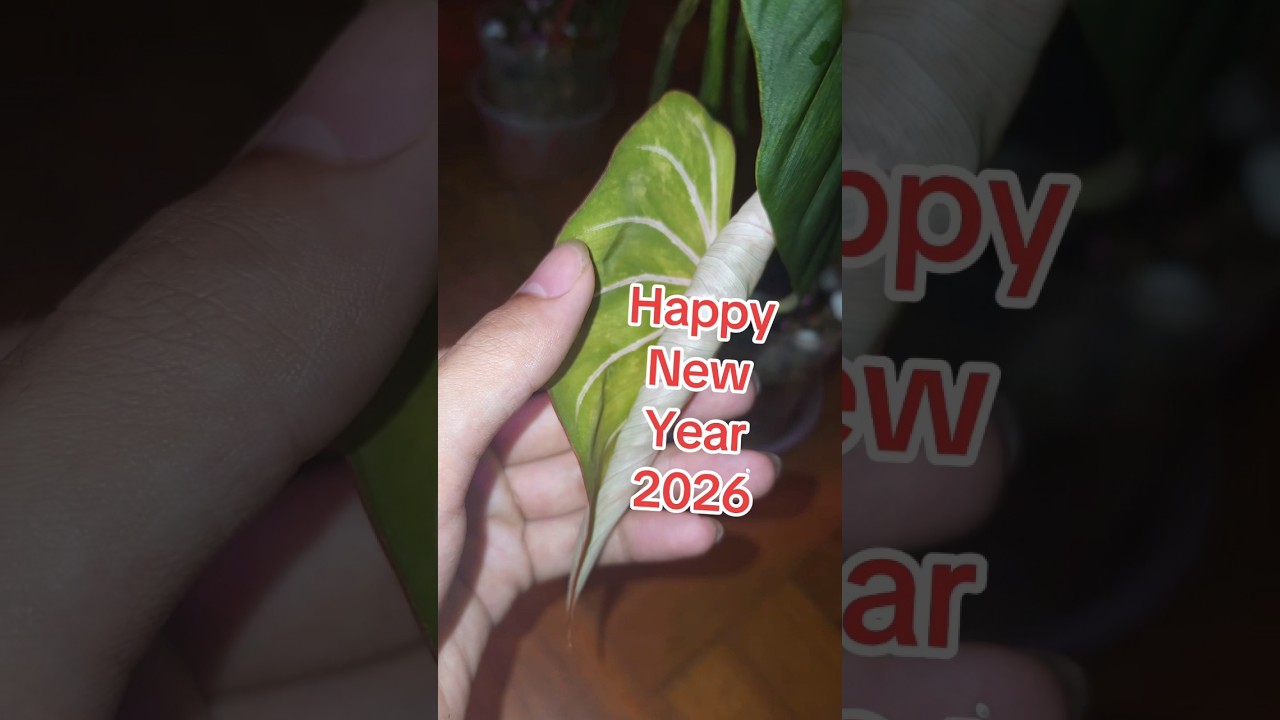 First video 2026 Happy New Year  2026Philodendron Gloriosum Variegated gog 