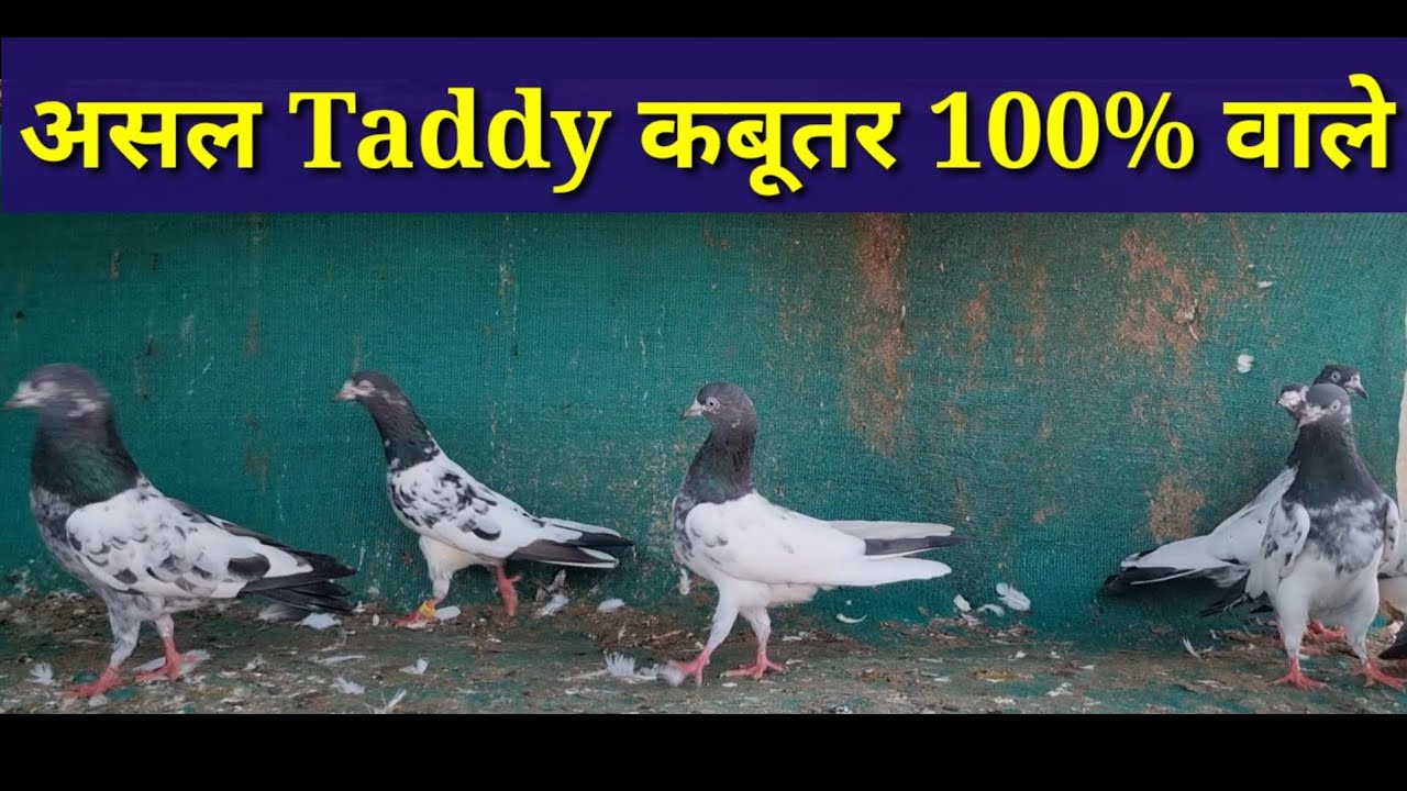 Asal Teddy kabutar 100% wale Jaisa kabutar mangoge vesa hi