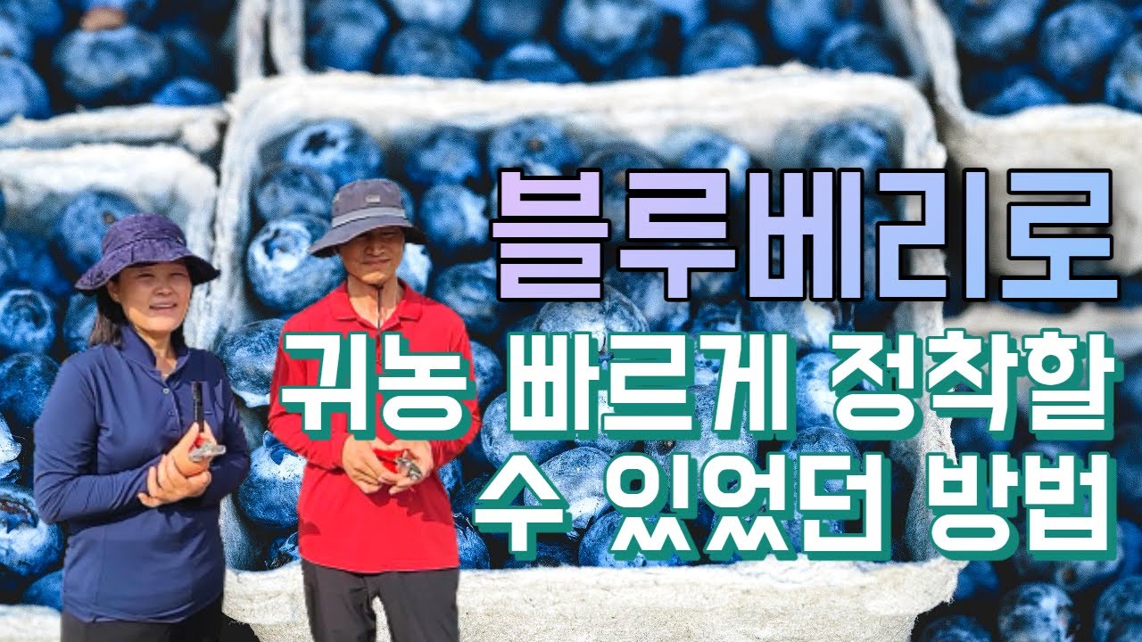 블루베리를 시작으로 귀농 3년만에 정착할 수 있던 방법들 소개합니다!
