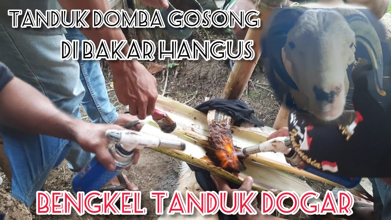 Benerin tanduk domba | Bengkel tanduk domba metode bakar #dombagarut #bengkeltanduk #tanduk #ternak