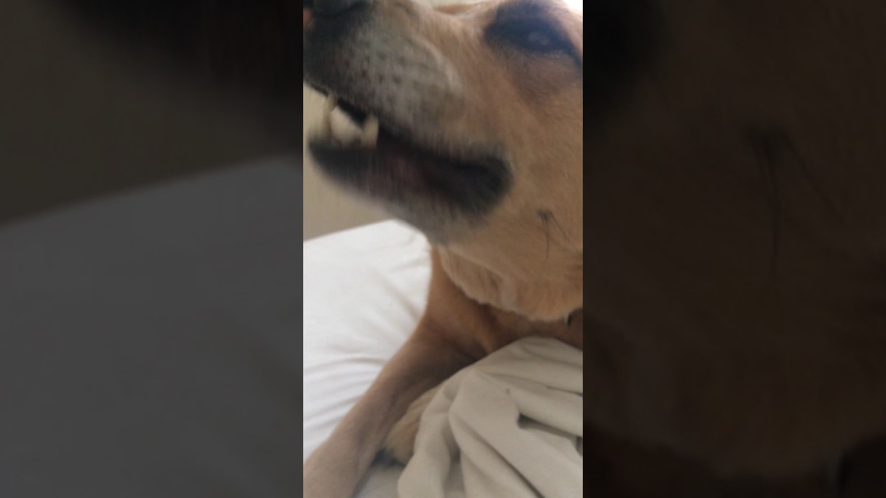 My dog eating candy
