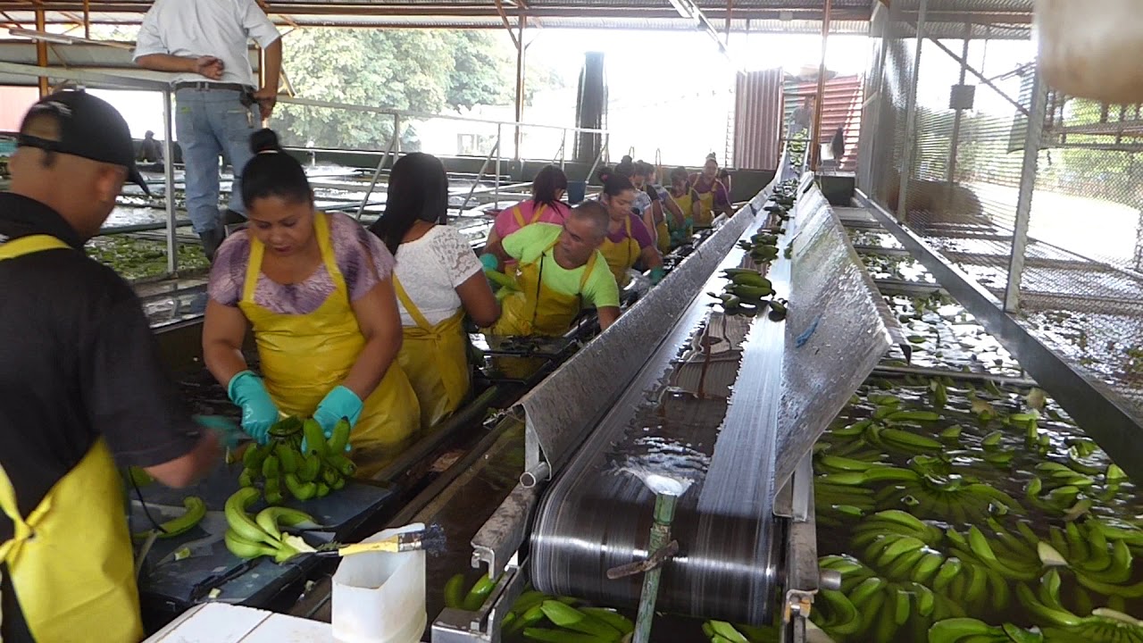 Banana sorting