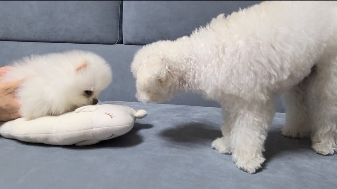 아기 강아지와의 첫 만남