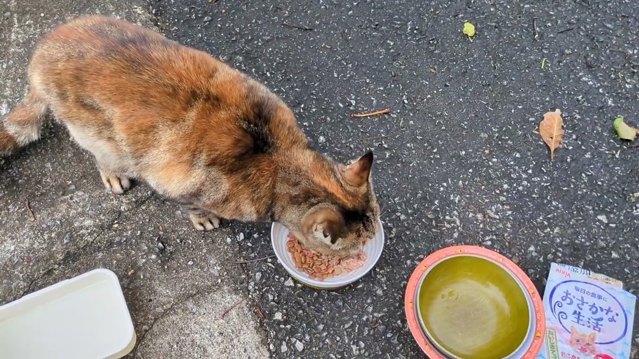 おたまこ30174😺チャコ💞1人で🍚💖