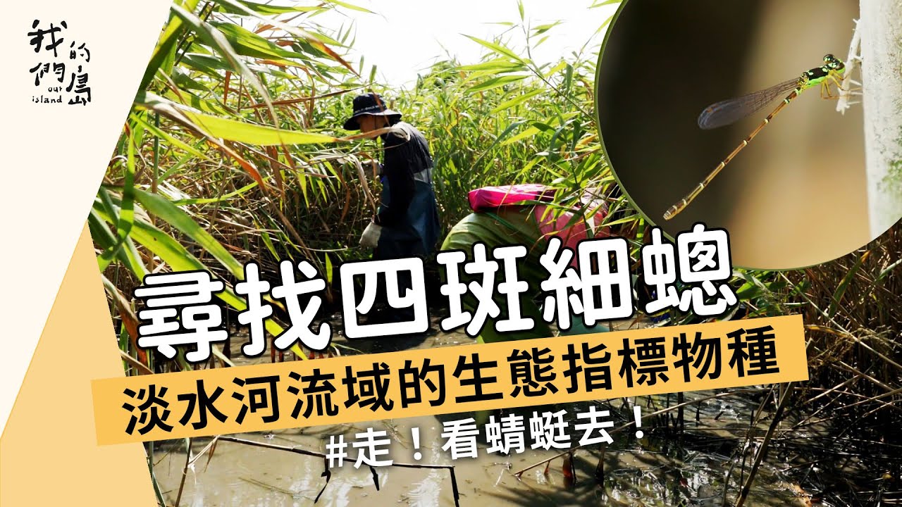 尋找四斑細蟌｜淡水河流域的生態指標物種 (我們的島 1167集 2022-08-15)【動物生態】