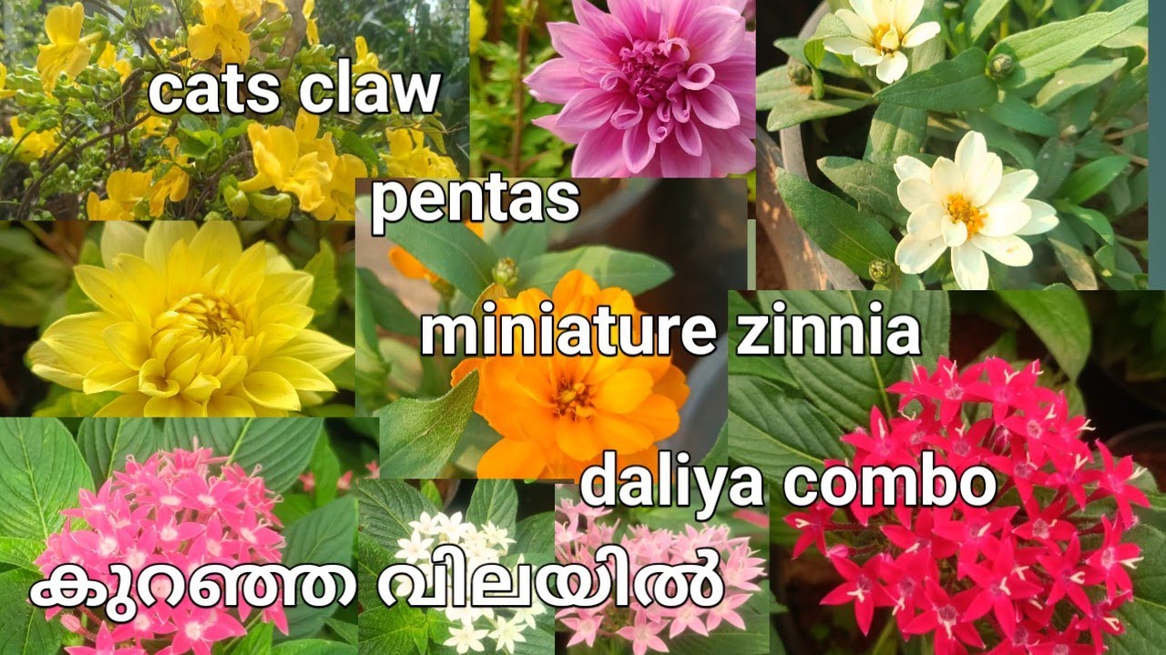 കുറഞ്ഞ വിലയിൽ ഒത്തിരി പ്ലാന്റ്സ് neethu gardens #gardening #flowers #gardeningideas 