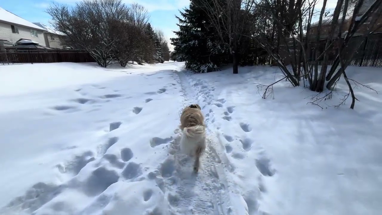 Sunny winter morning walk with Lola #lola 