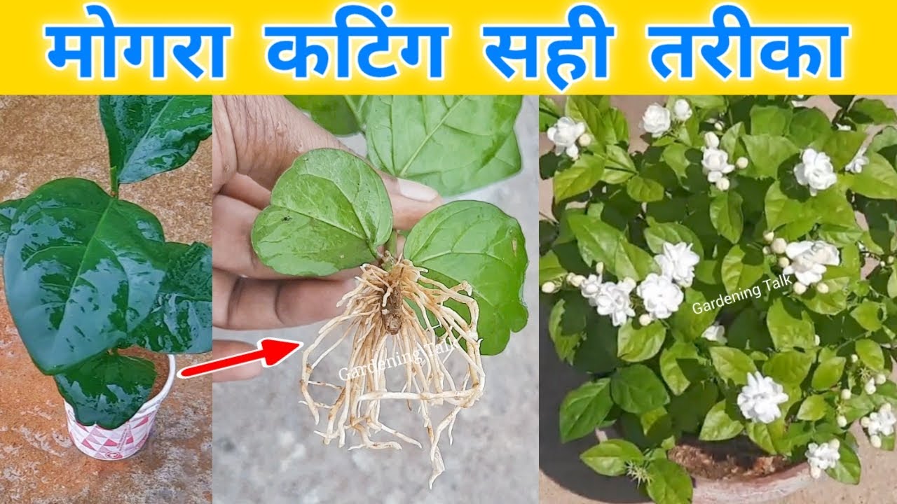 मोगरा कटिंग का 100% सफल तरीका | Mogra Cutting Kaise Lagayein | Root Update भी देखें 🌸🌼