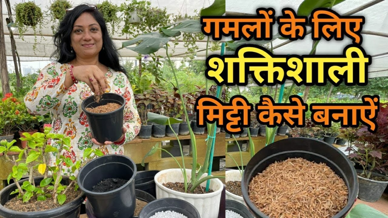 गमलों की मिट्टी हल्की कैसे रखें व पौधे को फ़ंगस व लीफ़ कर्ल वायरस से कैसे बचा जाए सम्पूर्ण जानकारी