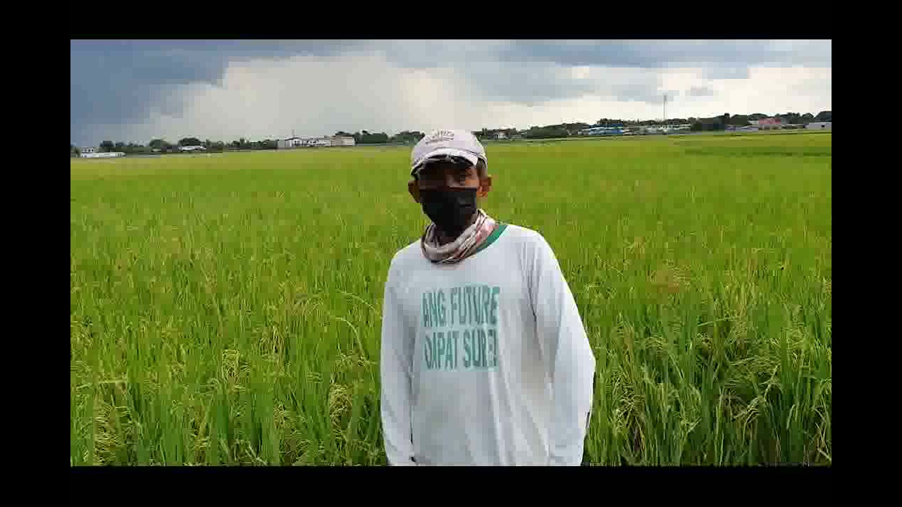 Farmer interview with Mr. Ener F. David of Pampanga, Philippines