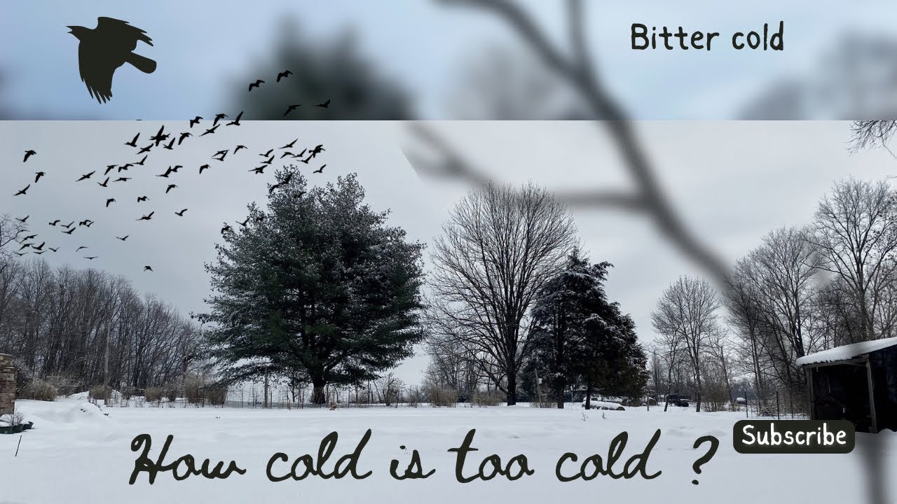 How are the animals surviving the cold? 