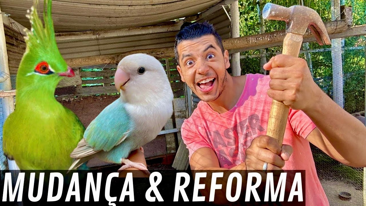 Soltei todos os Agapornes e reformei o viveiro do Turaco | Aves Recriar
