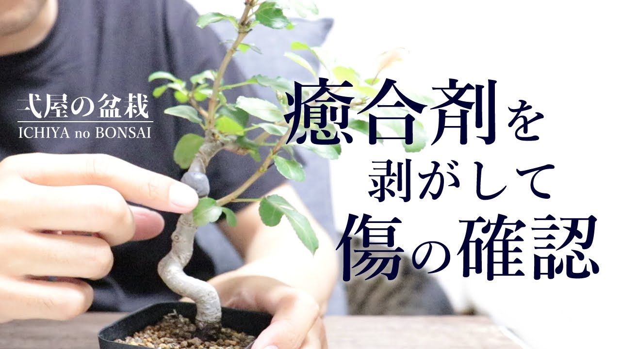 盆栽の癒合剤を剥がして剪定傷の状態を確認！