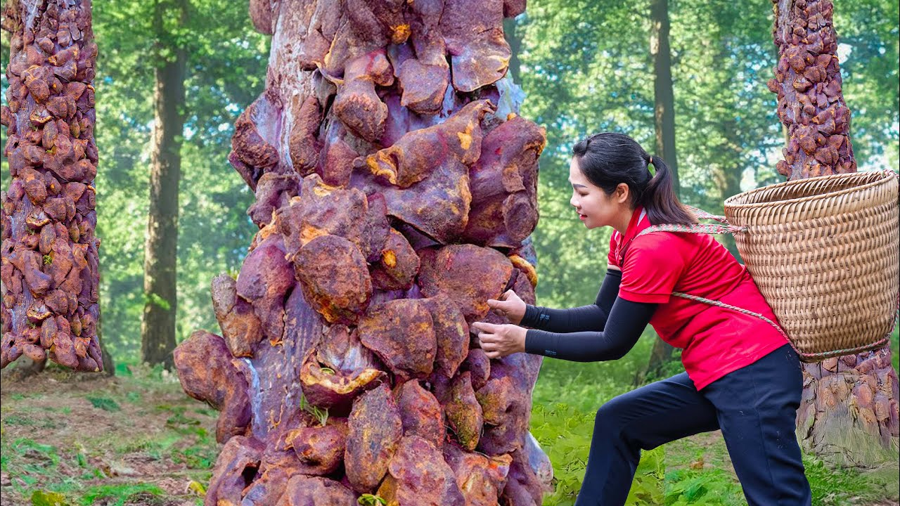 Harvest the WALKING STONES Goes to Market Sell | strange stones clinging to the trunk of the forest