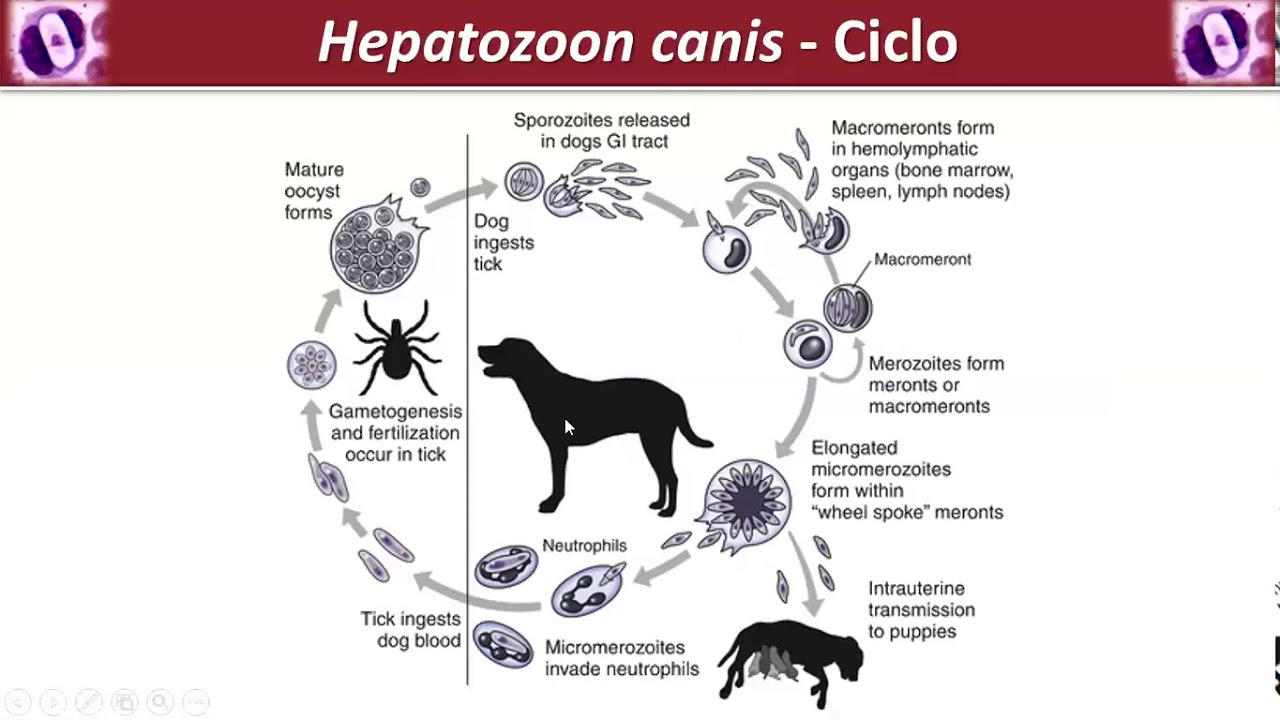 Hepatozoonose