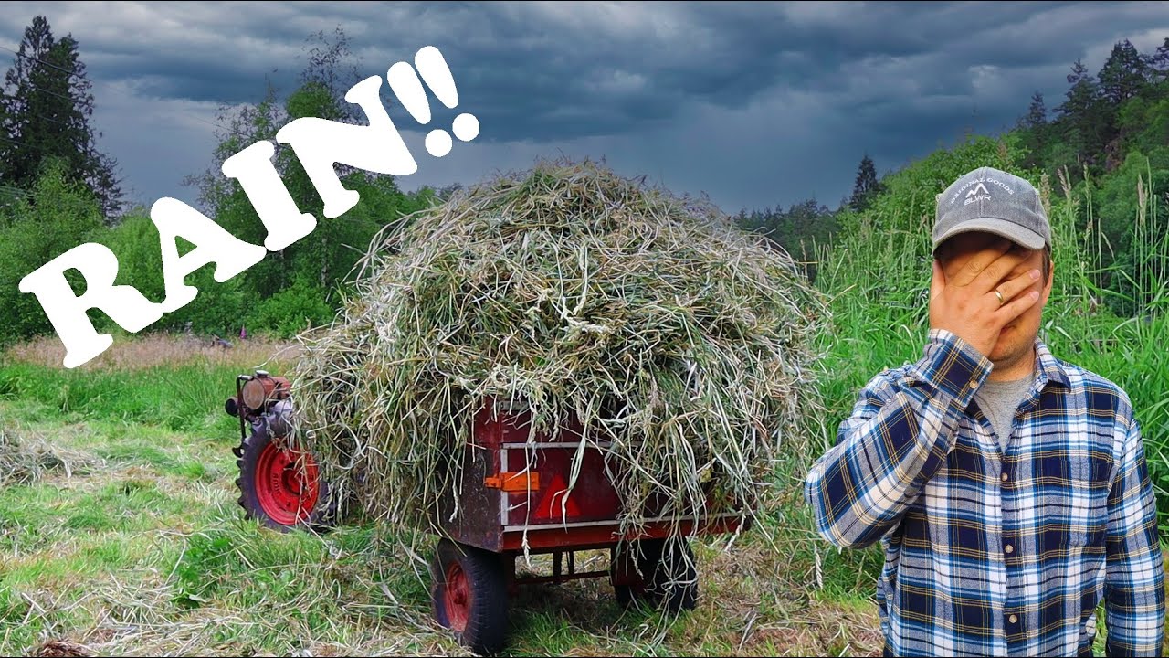 5 days until it rains, can we manage to dry the hay this year?