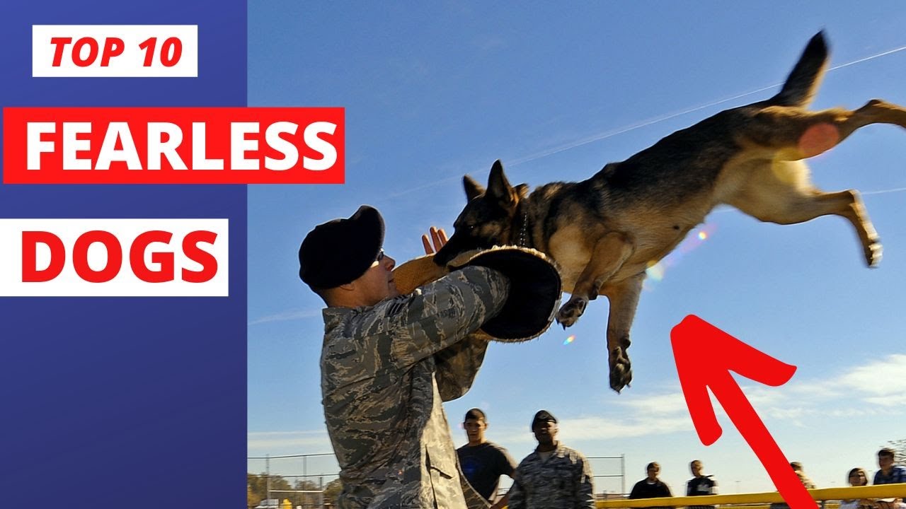 10 Most Fearless Dog Breeds in the World