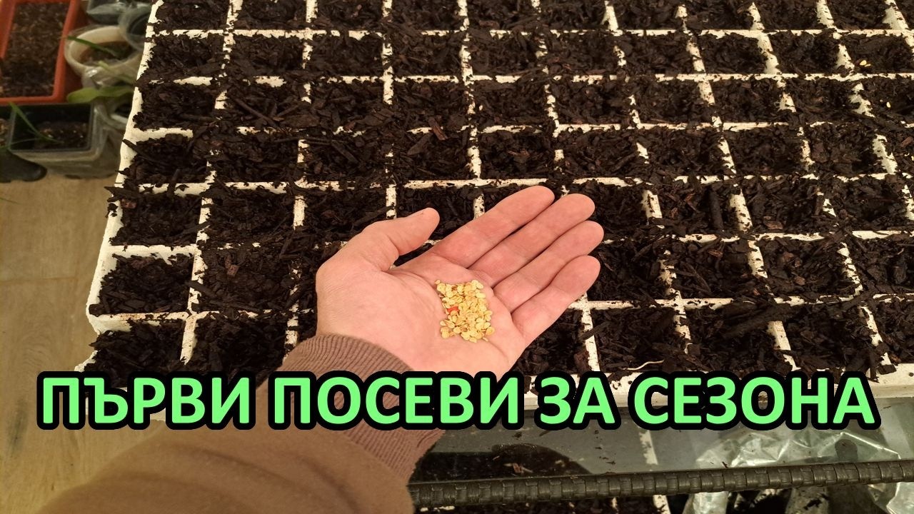 Първи посеви за сезона / Tony's permaculture garden