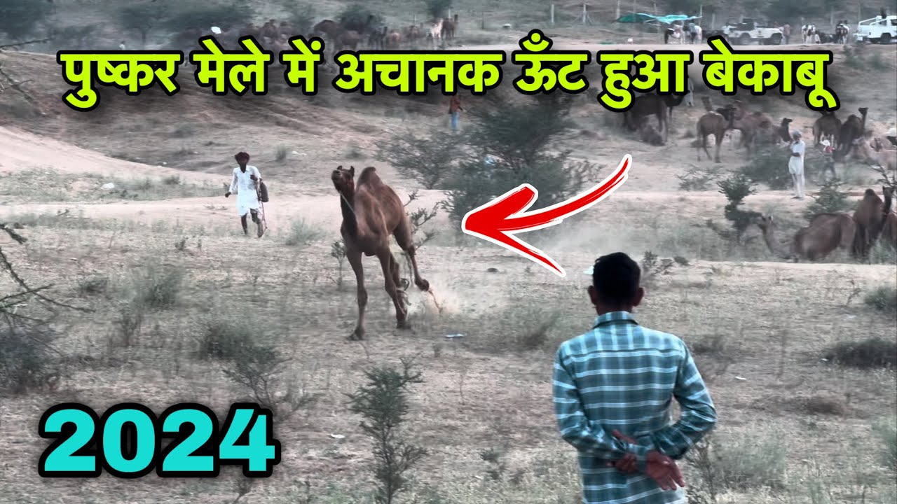 पुष्कर मेले में अचानक ऊँट हुआ बेकाबू #pushkar Pushkar mela 2024 #pushkarfair Pushkar fair 2024