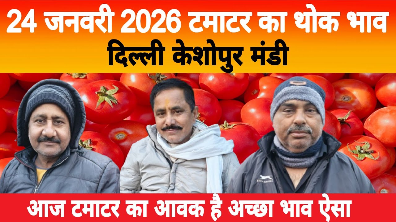 24 Jan 2026 Delhi 🍅 टमाटर होलसेल भाव | Keshopur Mandi | Today Tomato Rate #tamatar #tamatarmandi