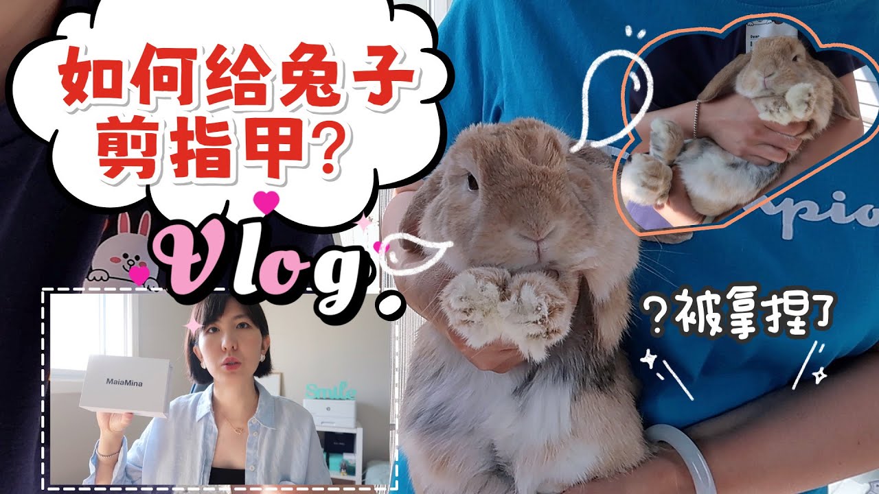 养兔Vlog |  如何给兔子剪指甲？两个方法包含注意事项  |  MaiaMina潮流饰品开箱试戴#maiamina 购物分享 |  新手养兔必看